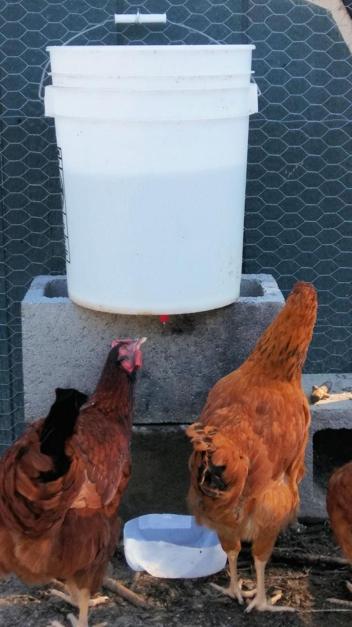 Automatic Chicken Watering System Ideas