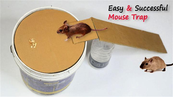 Best Bucket Mouse Trap