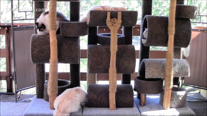Build a Six Foot Cat Tree House