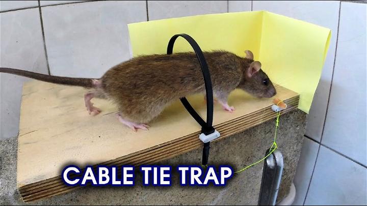 Build a Cable Tie Rat - Mouse Trap