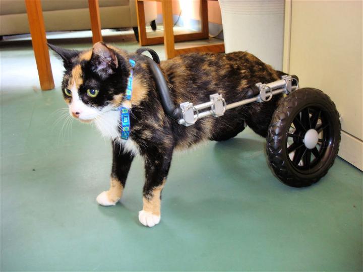 Cat Wheelchair Cart Ideas