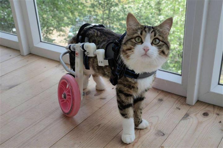 Cat Wheelchair for Back Legs