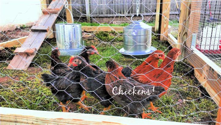 Chickens in their new house