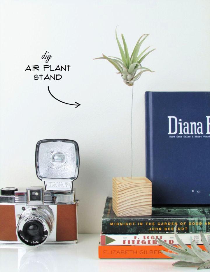 Quick and Easy DIY Air Plant Stand