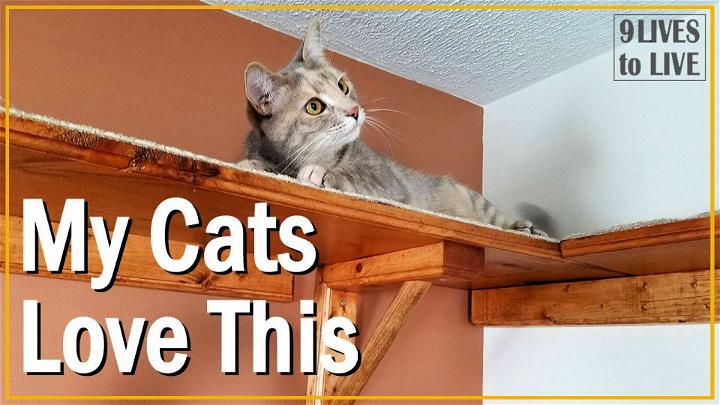DIY Cat Shelf Walkway Much Better Than a Cat Tree