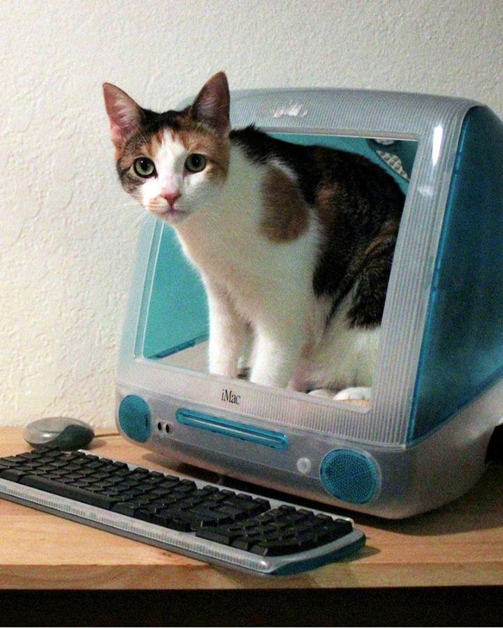 Simple DIY IMAC Cat House