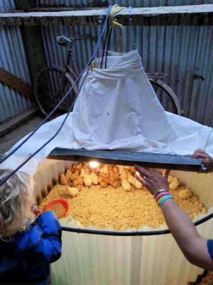 Expandable Chicken Brooder