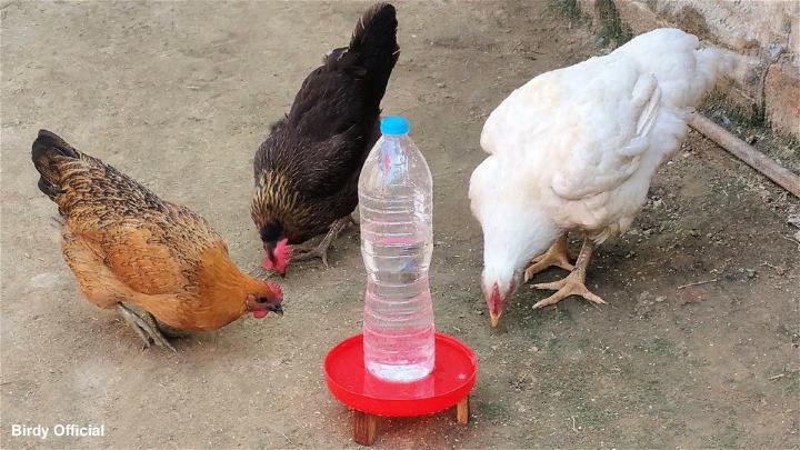 Homemade Automatic Chicken Water Feeder