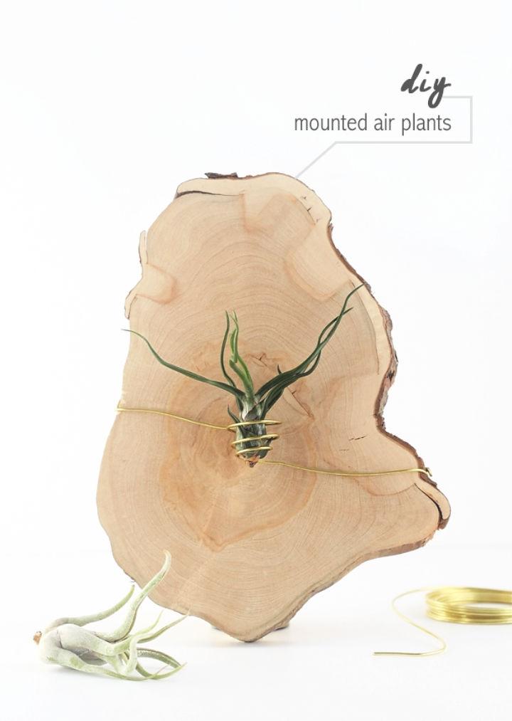 How to Build a Mounted Air Plant Holder