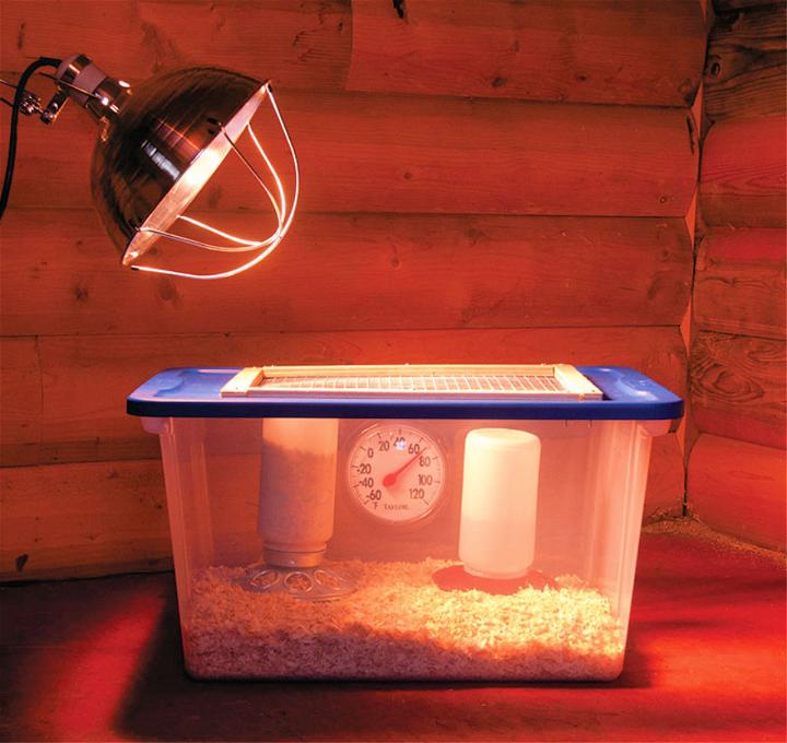 Make Your Own Chicken Brooder