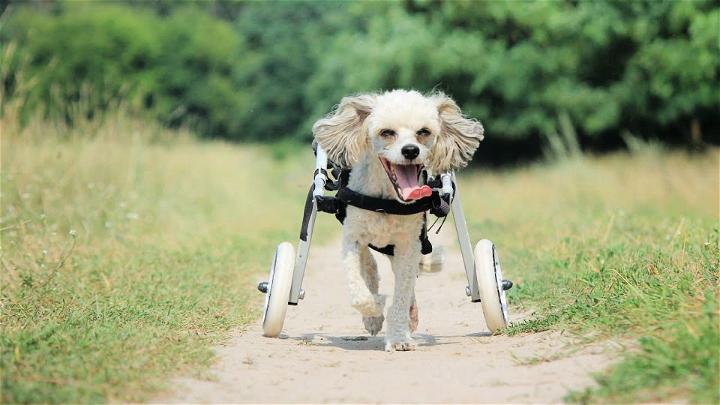 How to Make a Dog Wheelchair