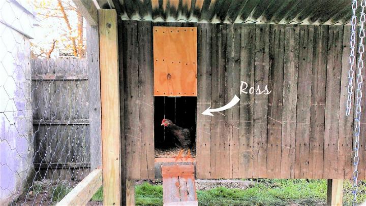 Let chickens enjoy their new hen house
