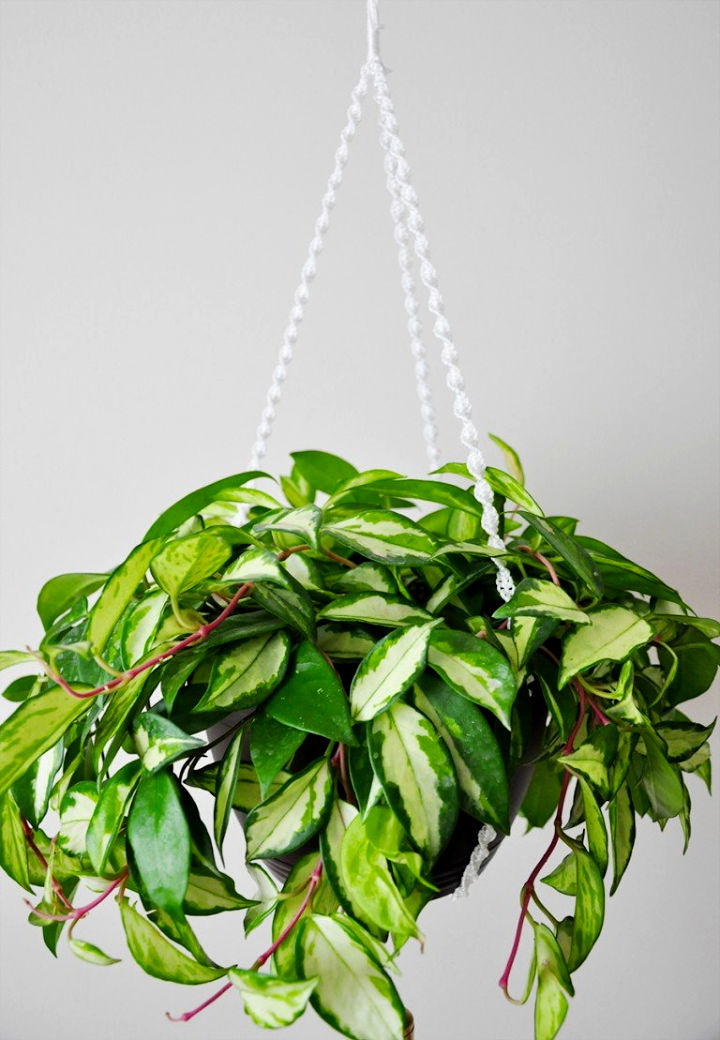 Amazing DIY Macrame Plant Hanger