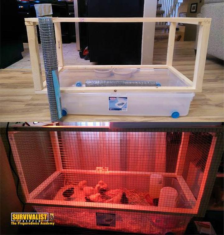 Make a Chicken Brooder at Home