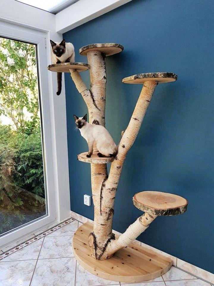 Outdoor Cat Birch Tree Ideas