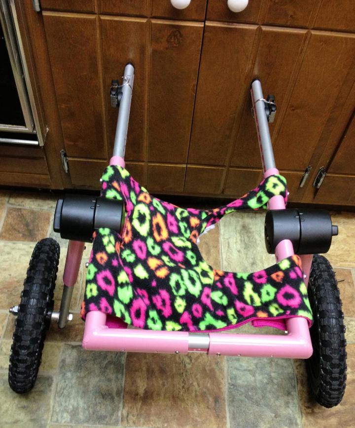 Paralyzed Cat Wheelchair