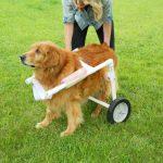 How to Make a Dog Wheelchair (9 DIY Dog Wheelchair Plans)