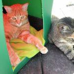 10 DIY Outdoor Cat House Ideas (Weatherproof Cat Shelter)