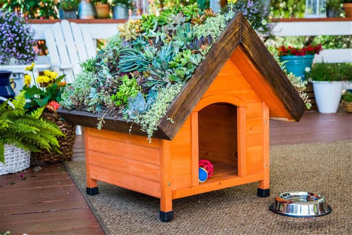 Beginner's Guide to Make a Living Roof Dog House