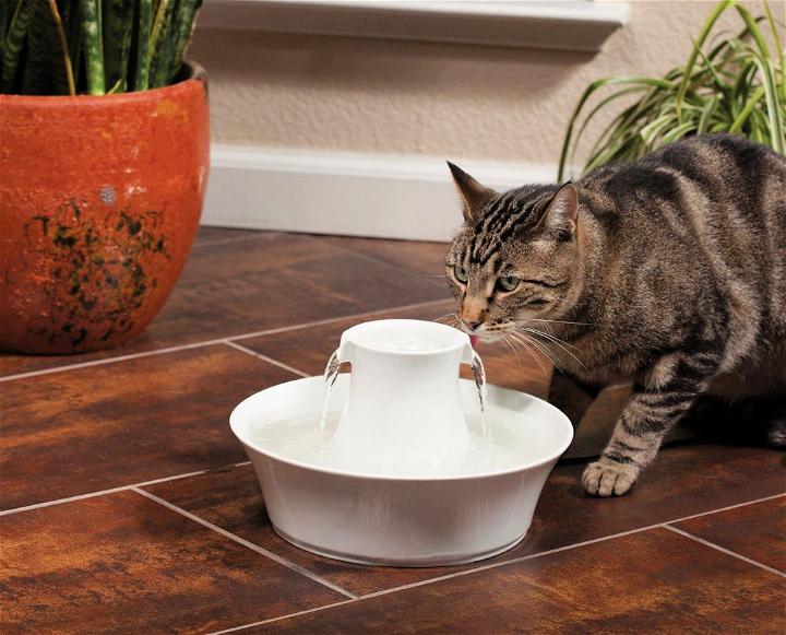 Adorable DIY Cat Fountain