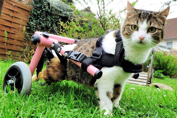 Cat Wheelchair Plan - how to make a cat wheelchair