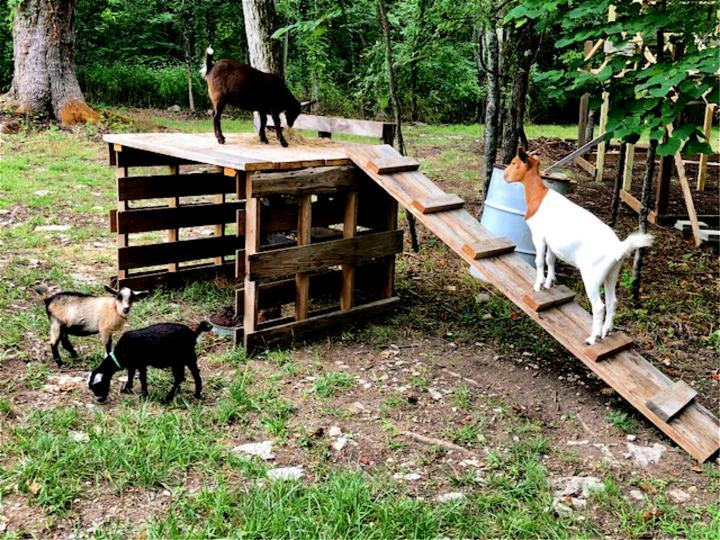 DIY Goat Playhouse Shelter