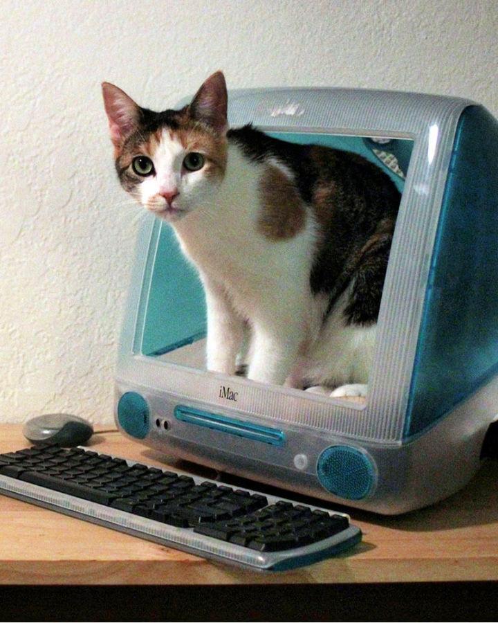 How to Make an IMAC Cat Bed