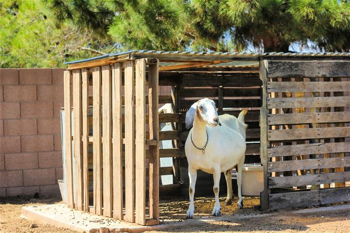 Make a Goat House from Pallets