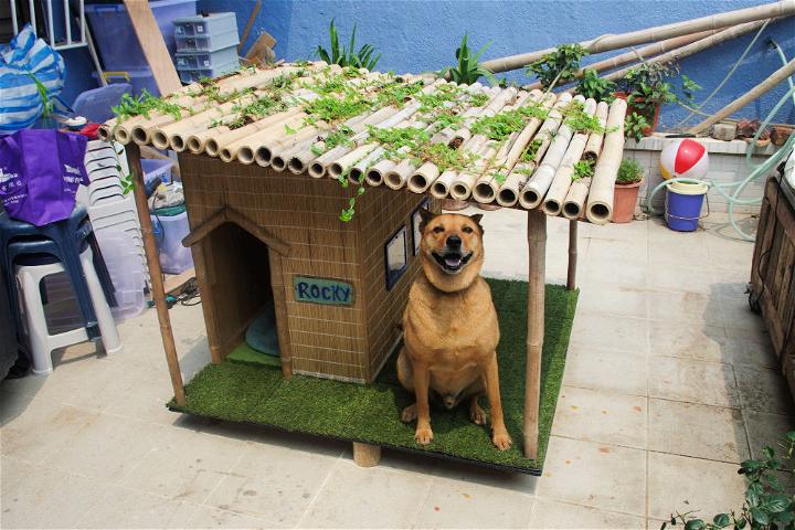 How to Build a Tropical Dog House