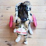 how to make a cat wheelchair