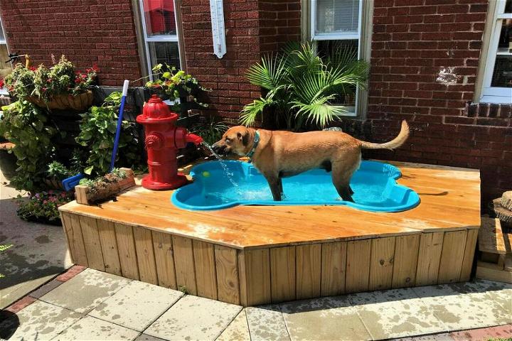 Bone Shaped Dog Pool Design