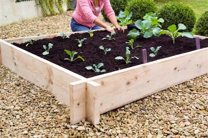 Build a Raised Vegetable Bed