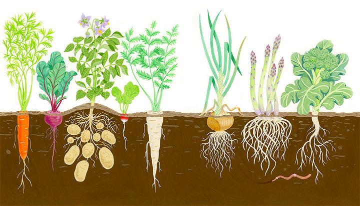 grow root Vegetables in your raised garden bed