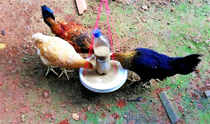 Automatic Chicken Feeder at Home