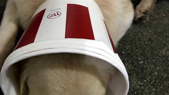 DIY Dog Head Cone