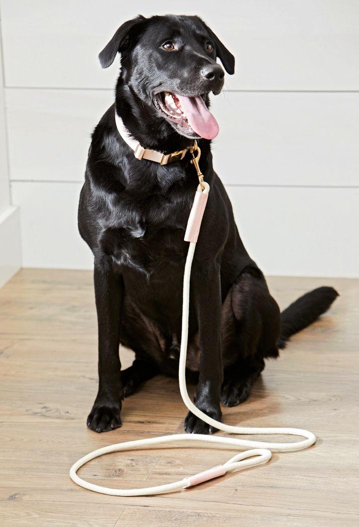 15 Easy DIY Dog Collar Ideas To Make Your Own Dog Collar