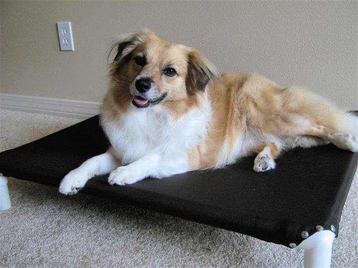 PVC Pipes Dog Bed