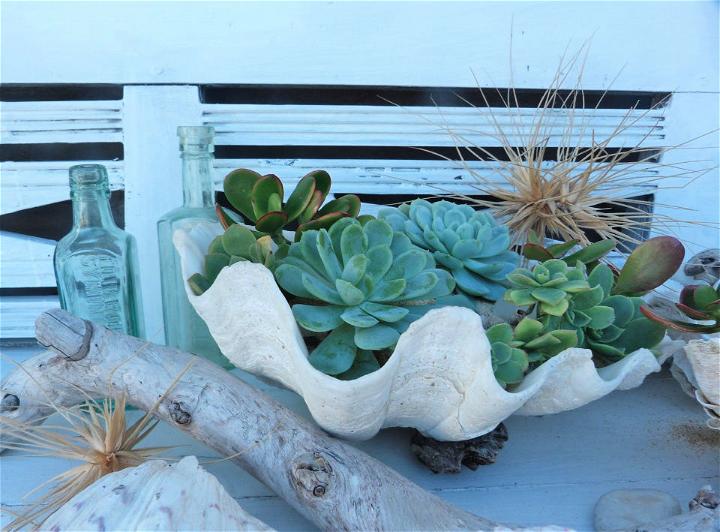 How to Make Beach Shells Succulent 