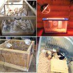 15 Easy DIY Chicken Brooder Ideas and Plans to Make