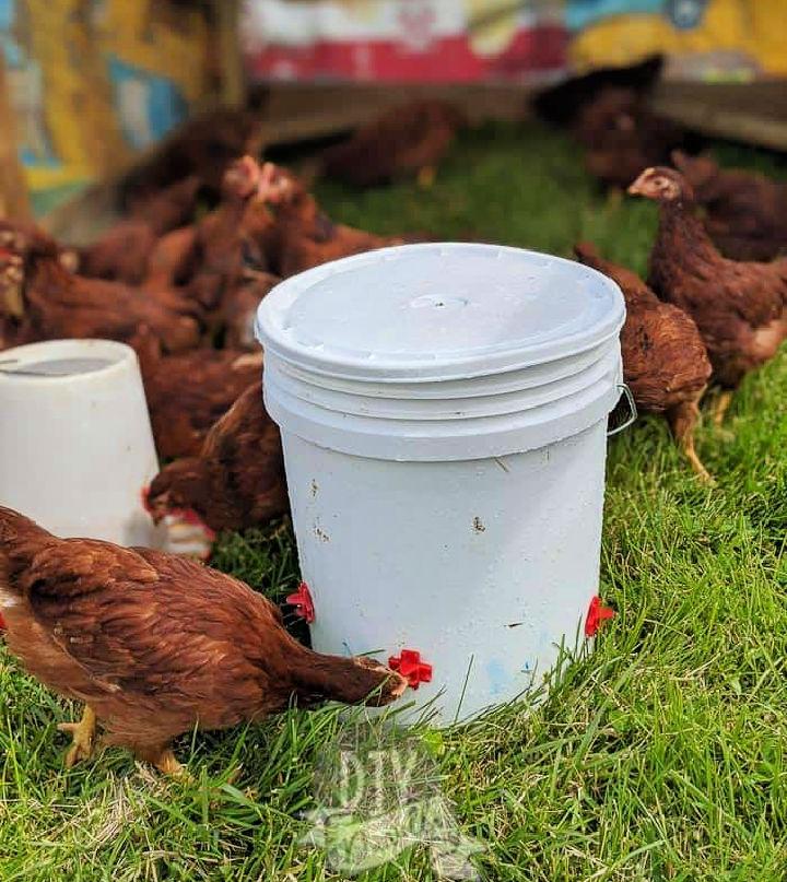 5 Minutes Chicken Waterer With Nipples