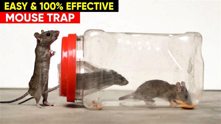 Best & Easy DIY Mouse Trap