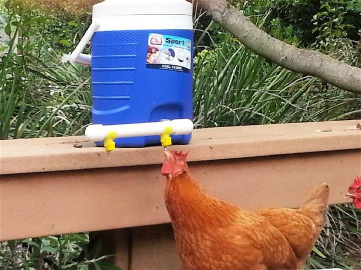 Easy DIY Chicken Waterer Using Cooler