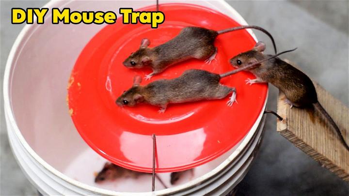 Easy and Effective Homemade Rat Trap