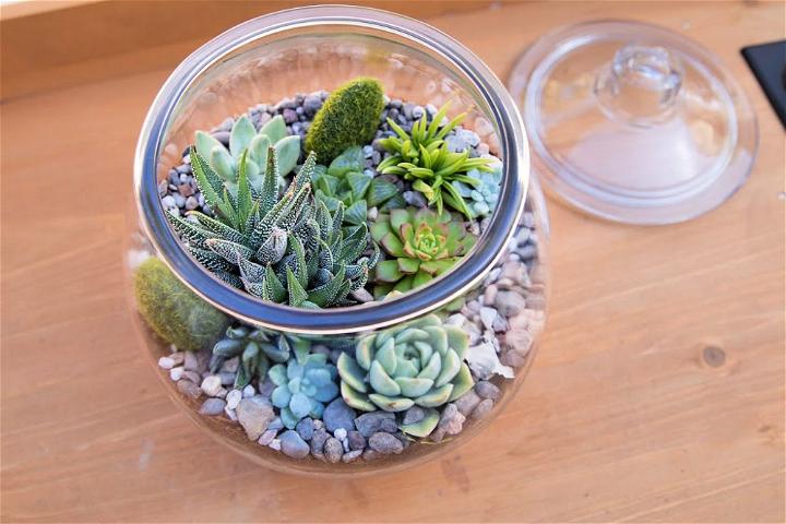 Make a Succulent Terrarium With Written Instructions