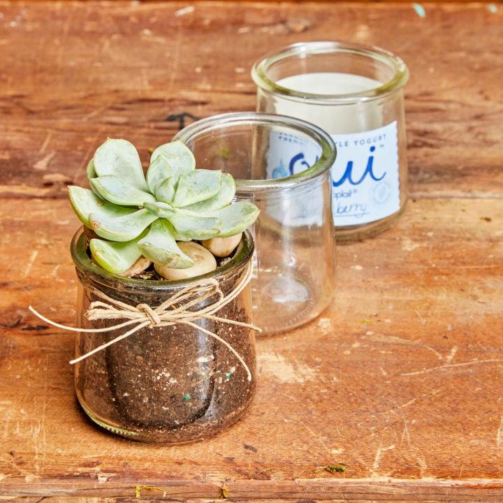 How to Plant Succulents In Glass Containers