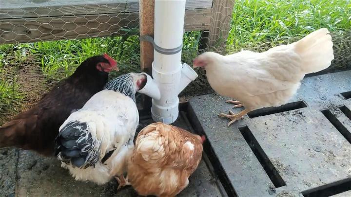 Make a PVC Pipe Chicken Feeder