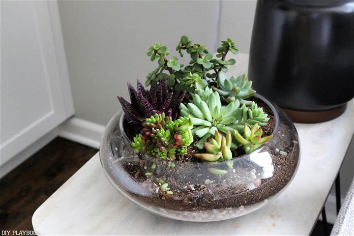 Easy to Make a Succulent Glass Bowl