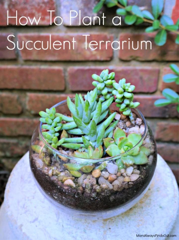 Affordable DIY Succulent Glass Terrarium