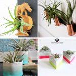 25 Easy DIY Air Plant Holder Ideas to Display Plants