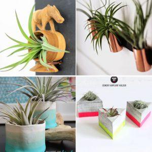 25 Quick And Easy DIY Air Plant Holder Ideas to Display Your Air Plants
